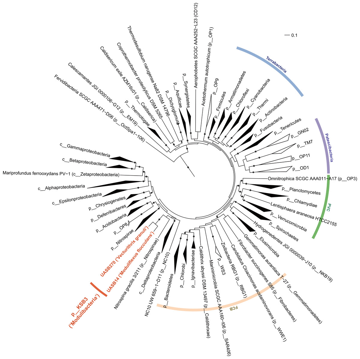 1200x1196 First Genomic Insights Into Members Of A Candidate Bacterial