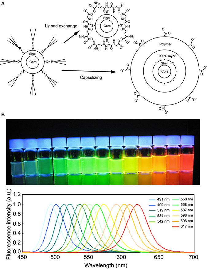 674x875 Frontiers Nano Scale Measurement Of Biomolecules