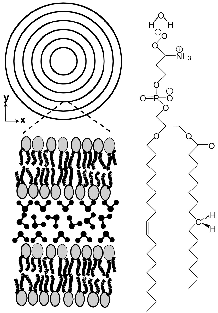 893x1280 ordering of water molecules between phospholipid bilayers