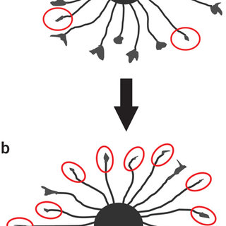 320x320 Schematic Drawing Showing The Outcome Of A Typical Collapse