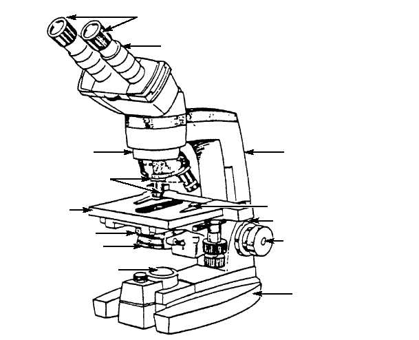 609x494 Binoculars Rays In The Binocular Microscope An Illustration
