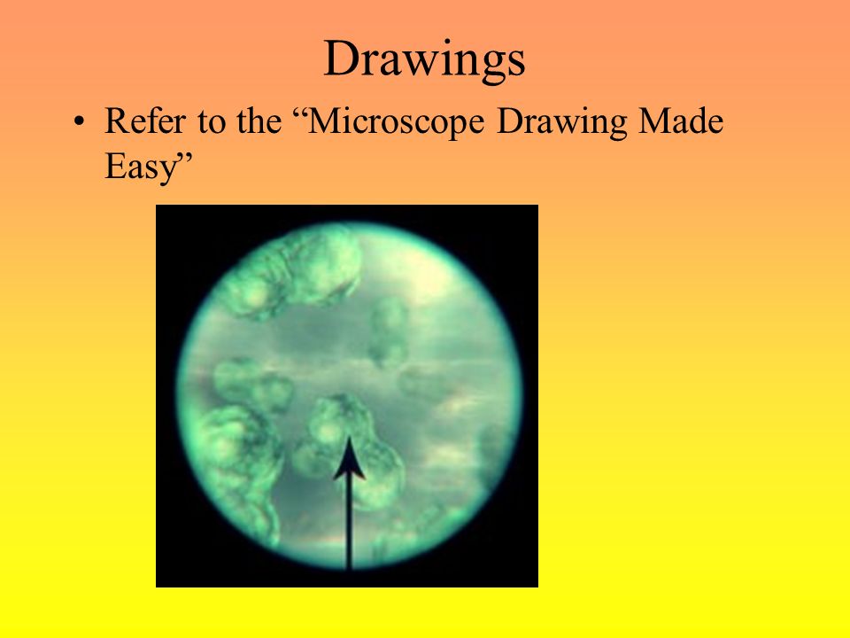 960x720 Different Kinds Of Microscopes