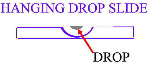 519x221 Microscope Collectors Glossary