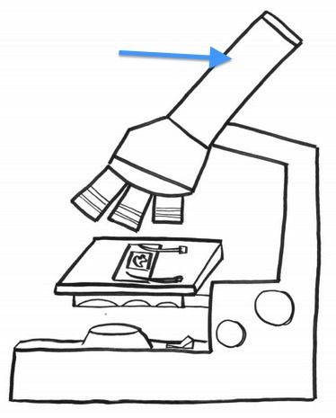 374x465 Microscope Parts Spanish El Microscopio Flashcards Quizlet