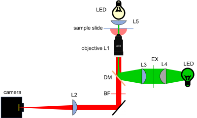 400x241 Optical Microscopy Part Brightfield Microscopy