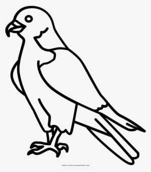 300x340 peregrine falcon coloring page
