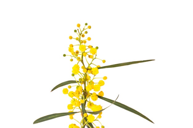 626x417 mimosa vectors, photos and free download