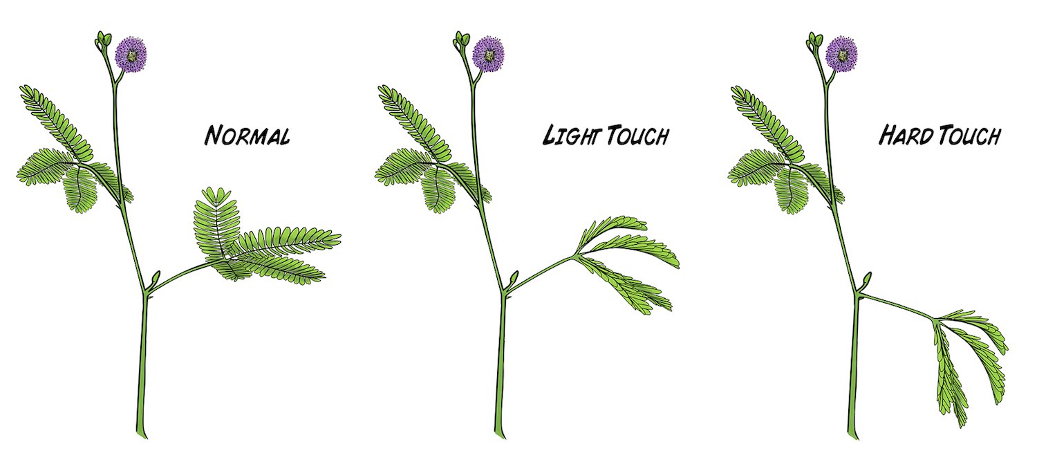 1500x655 sensitive mimosa pudica electrophysiology