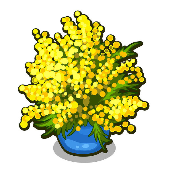 600x600 bouquet of mimosa in blue flowerpot spring flowers isolated