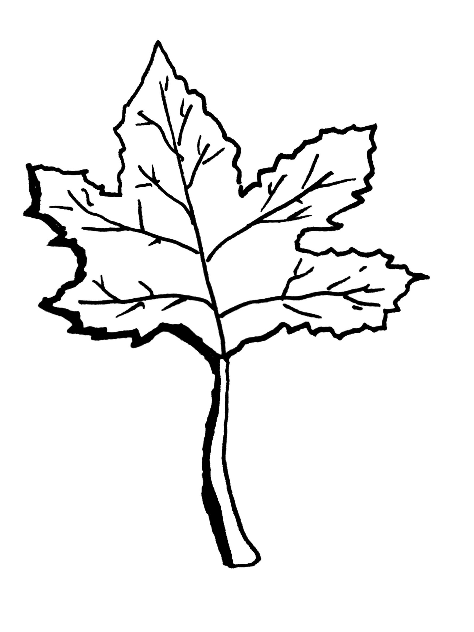 1600x2133 creative mindfulness sounds of nature seema r medium