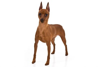 400x267 German Pinscher Dog Breed Information