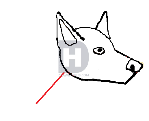 516x422 How To Draw A Miniature Pinscher Head, Step