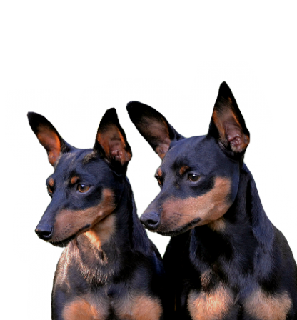 416x448 Miniature Pinscher