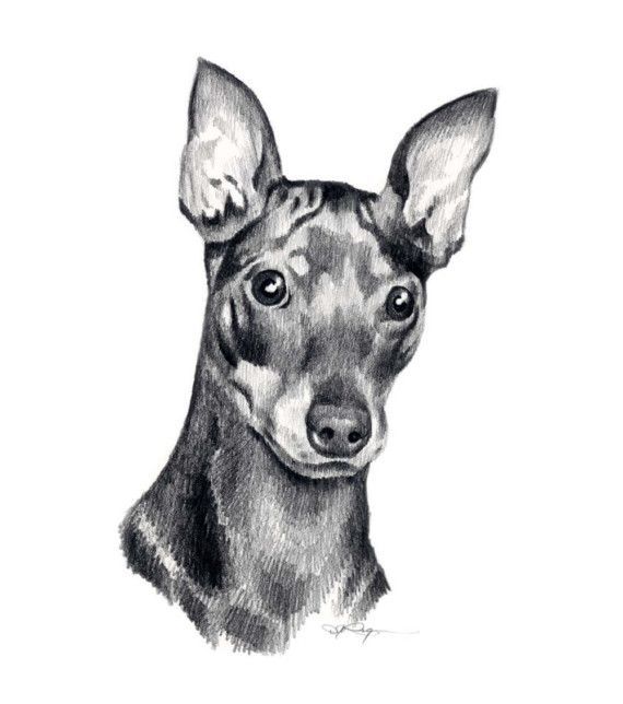 570x644 Miniature Pinscher Dog Pencil Drawing Art Print Signed