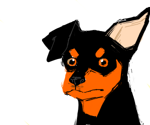 300x250 Miniature Pinscher