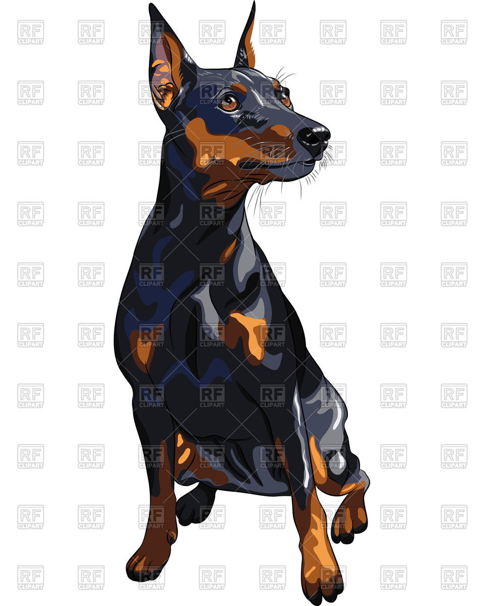 960x1200 Sitting Miniature Pinscher Vector Image Of Plants And Animals