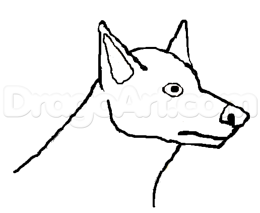 516x422 Draw A Miniature Pinscher Head, Step
