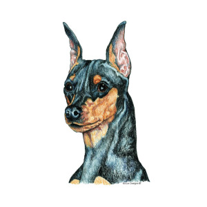 300x300 Miniature Pinscher, Black And Tan Drawing