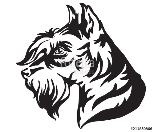 500x429 decorative portrait of dog miniature schnauzer vector illustration