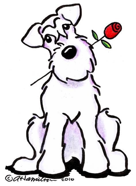 473x650 drawing miniature schnauzer artwork for sale on fine art prints