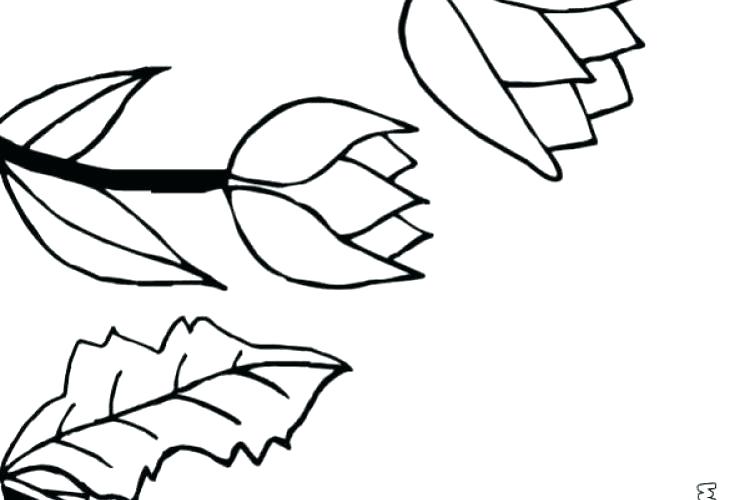 750x500 Tulip Coloring Pages For Toddlers Source Amusing Printable Book