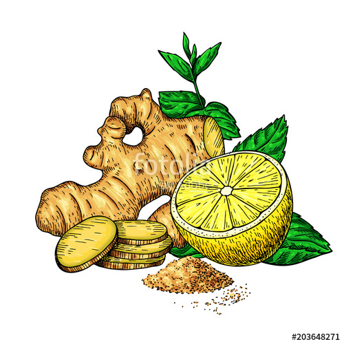 500x500 ginger, lemon and mint vector drawing root, hearb leaf and fruit