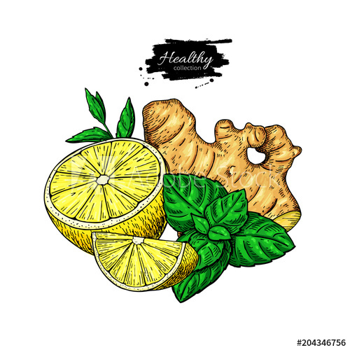 500x500 lemon, ginger and mint vector drawing root, hearb leaf and fruit