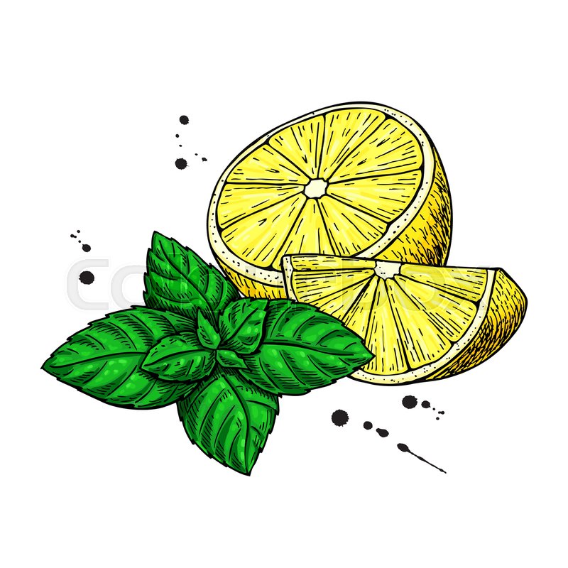 800x800 Lemons And Mint Vector Drawing Hand Stock Vector Colourbox