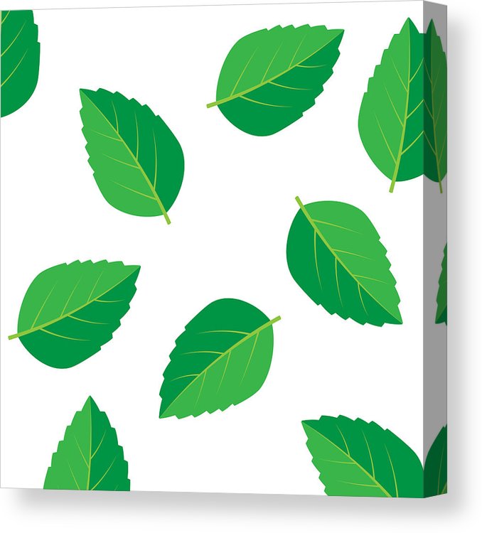 678x750 mint vector drawing mint leaves vector logo canvas print canvas