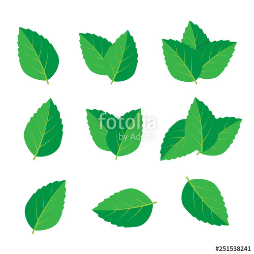 500x500 mint vector drawing mint leaves vector logo stock image