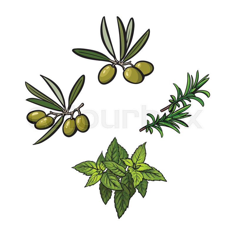 800x800 olives, mint and rosemary herbs, stock vector colourbox