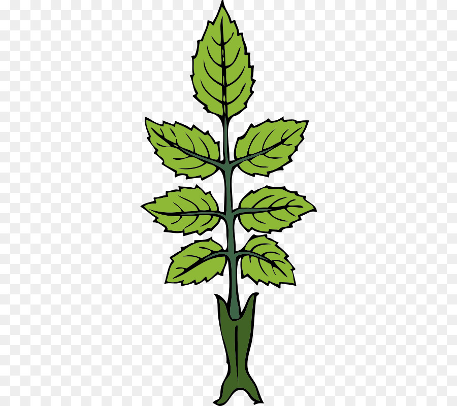 900x800 Drawing, Leaf, Plant, Transparent Png Image Clipart Free Download