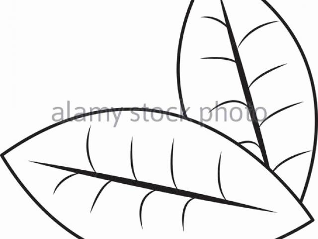 640x480 drawn mint mint leaf