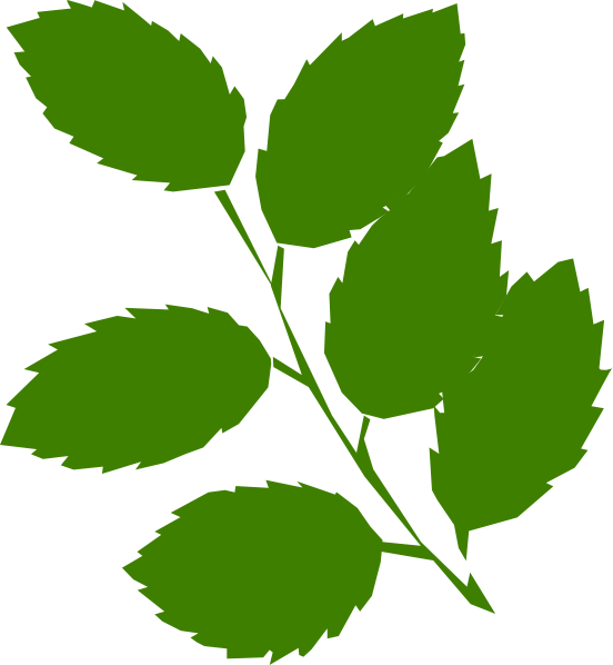552x598 Green Leaves Clip Art