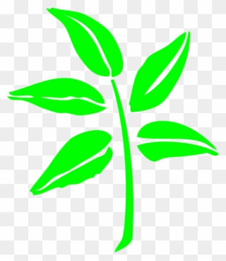 320x369 guava clipart leaf
