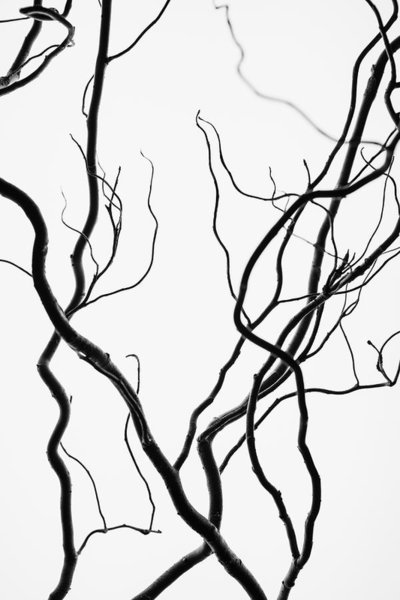 400x600 Mint Leaf Art Fine Art America