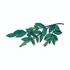 300x300 Mint Leaves Background Royalty Free Vectors