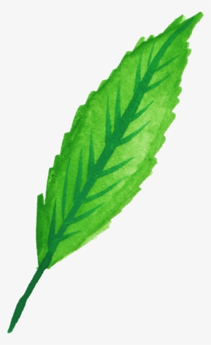 300x489 apple mint mint leaf peppermint drawing