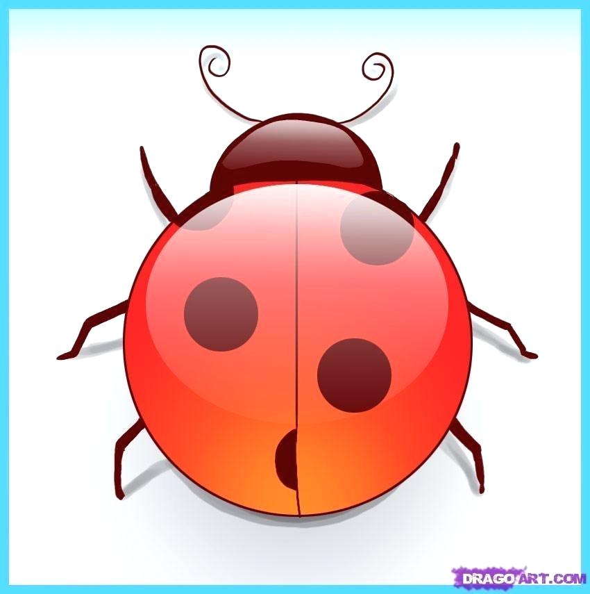 850x855 How To Draw A Ladybug Easy How To Draw A Ladybug Art For Kids Hub