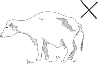 339x222 Perceptions Of Zoonotic And Animal Diseases In The Van Gujjar