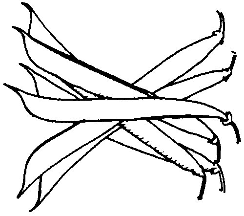 500x442 beans mississippi state university extension service