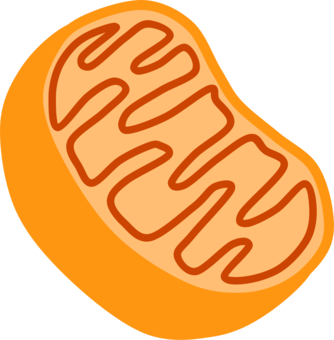 334x340 collection of free mitochondria drawing kawaii download on ui ex