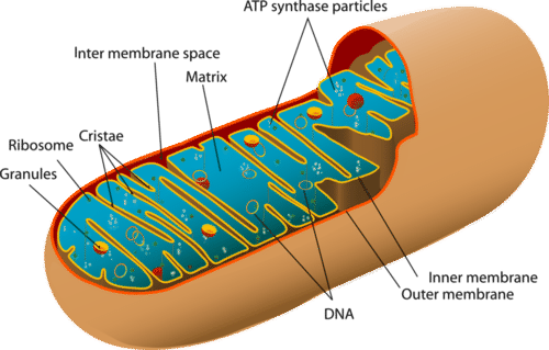 500x319 collection of free mitochondria drawing shape download on ui ex