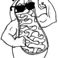 187x187 mitochondria