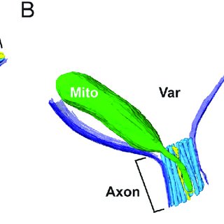 320x320 mitochondria display atypical morphological features in physically
