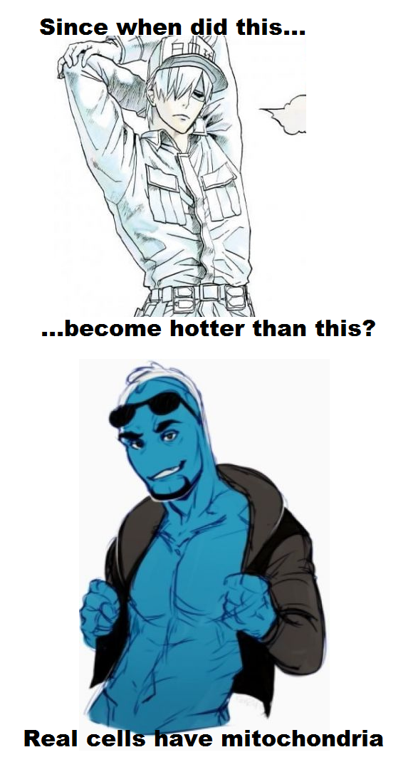 587x1070 mitochondria is the powerhouse of the cell hataraku saibou