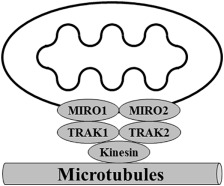 224x186 mitochondrial dynamics biological roles, molecular machinery