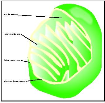 340x334 mitochondrion