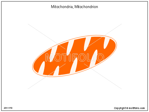 500x375 mitochondrion mitochondria illustrations