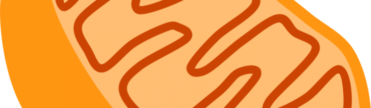 736x215 nl mitochondria meeting november amsterdam